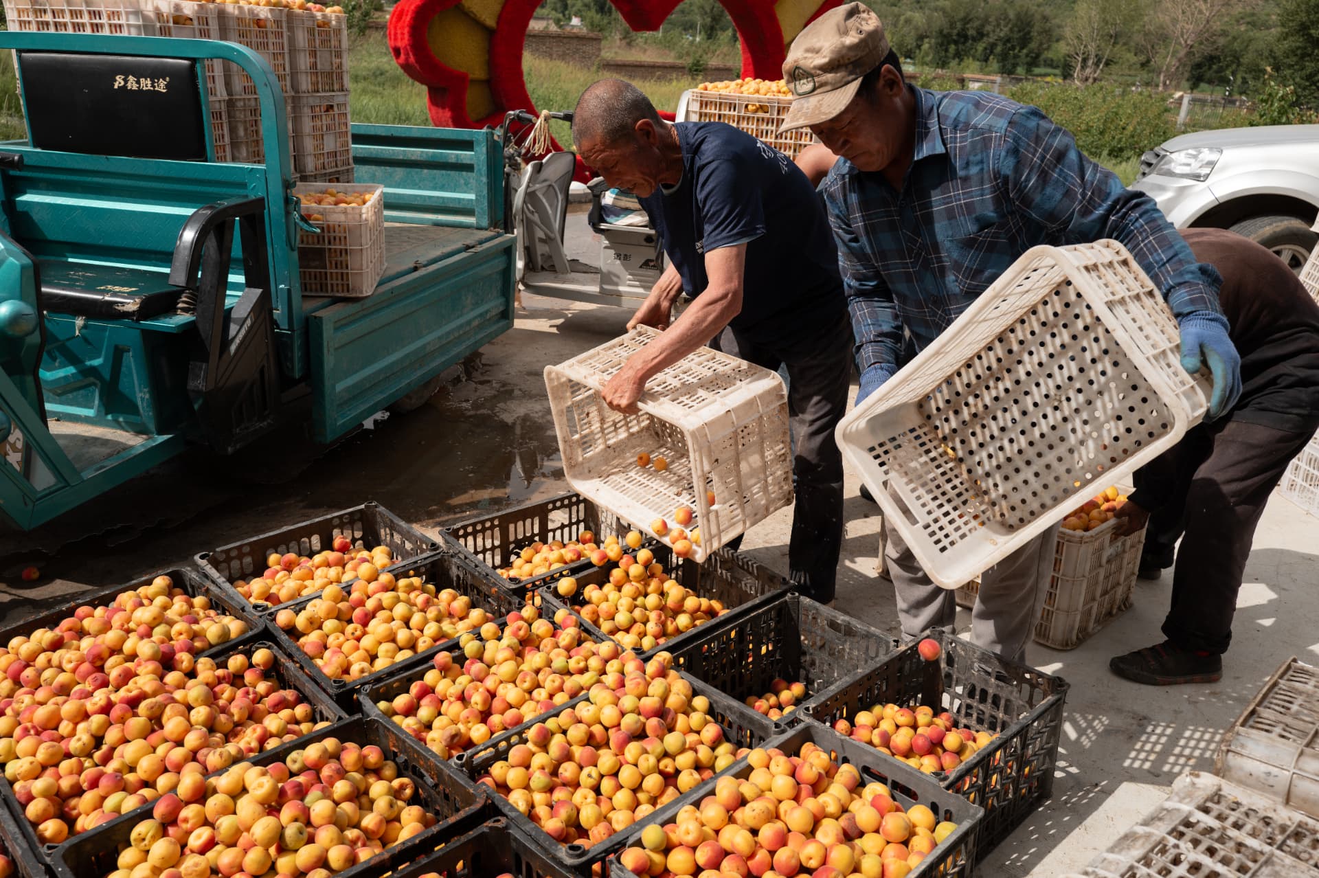 Harvest team unloading apricots