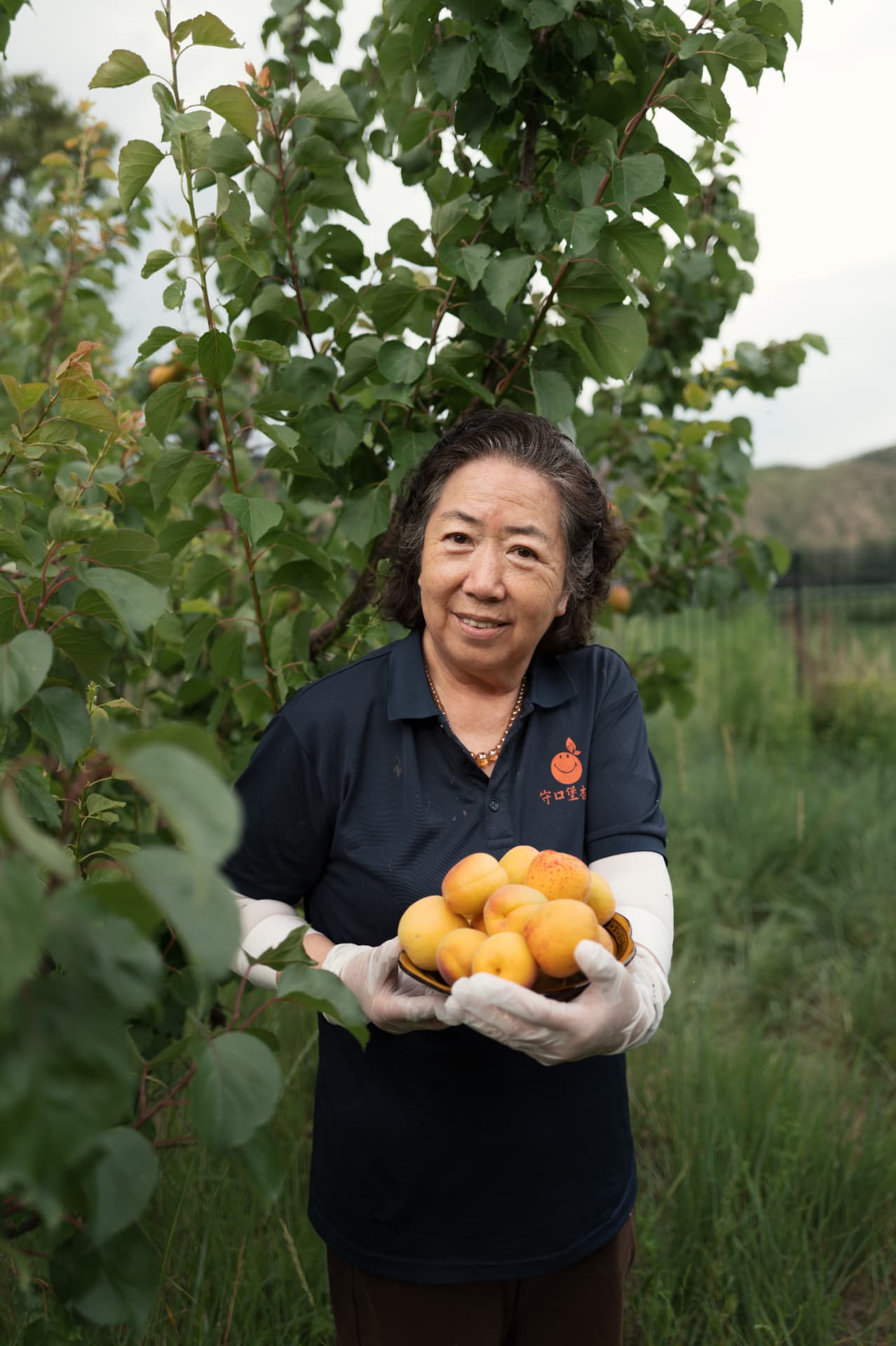 Grower holding harvested apricots