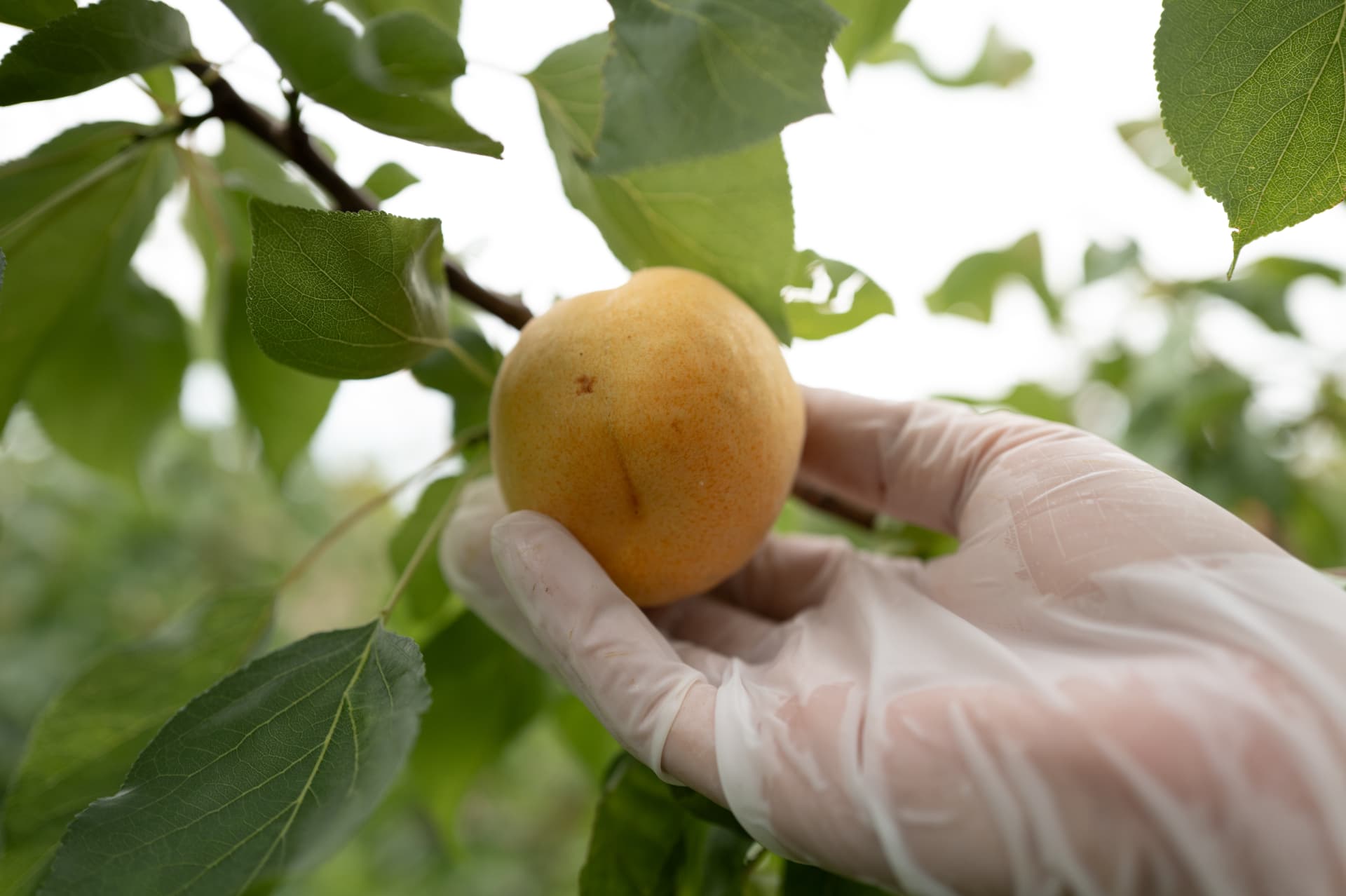 A gloved hand picking a ripe apricot
