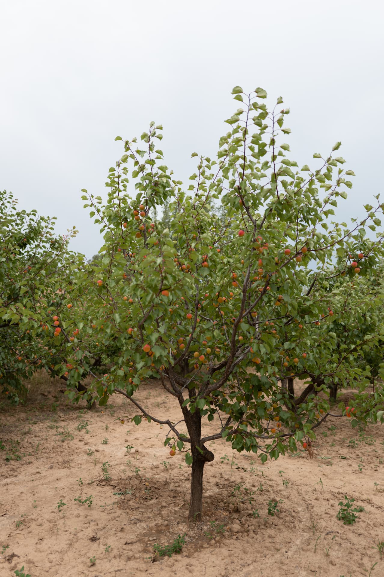 Apricot tree in sandy Yanggao soil