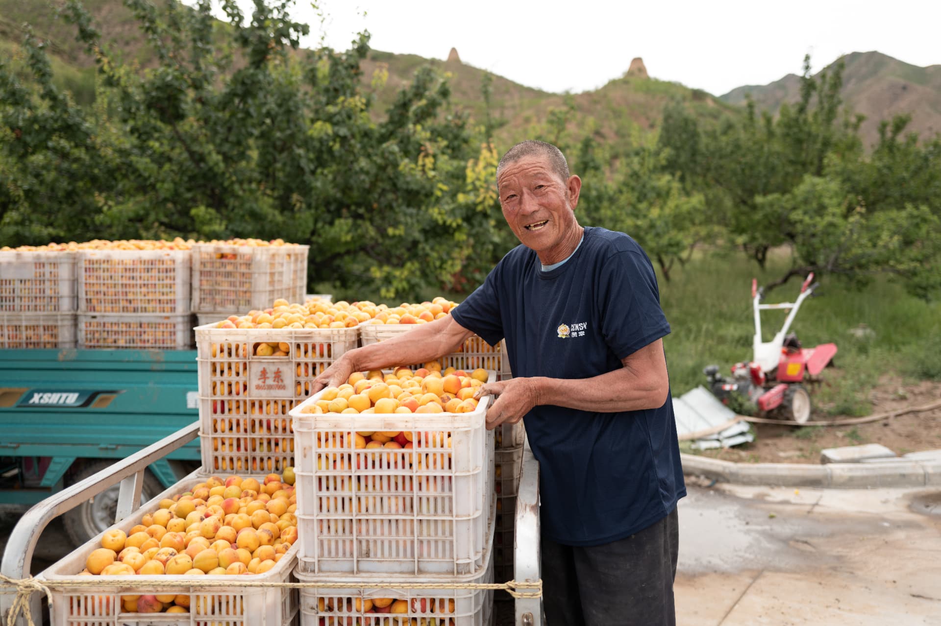 Crates of apricots after harvest