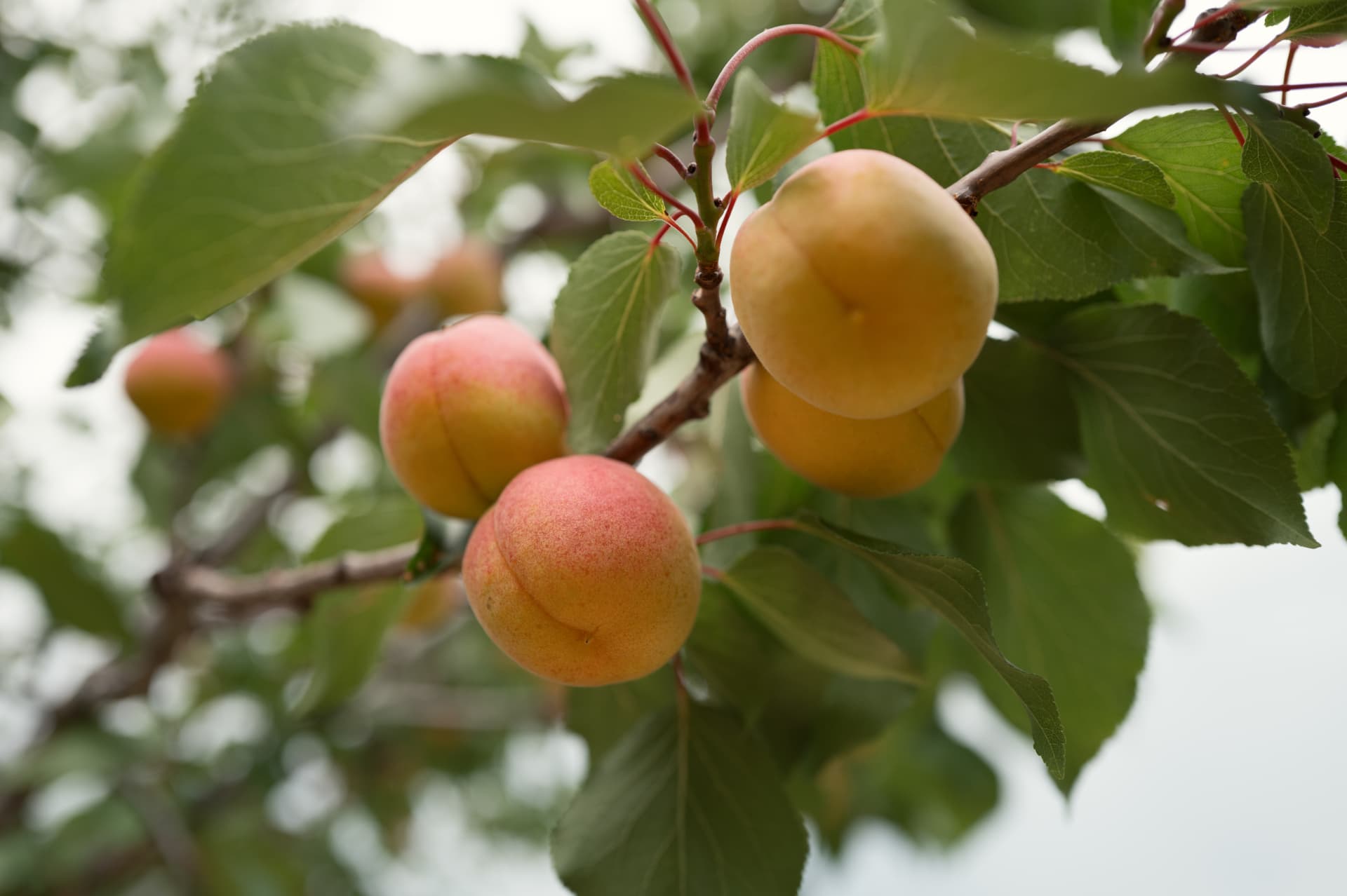 Ripe Jingxing apricots on a branch