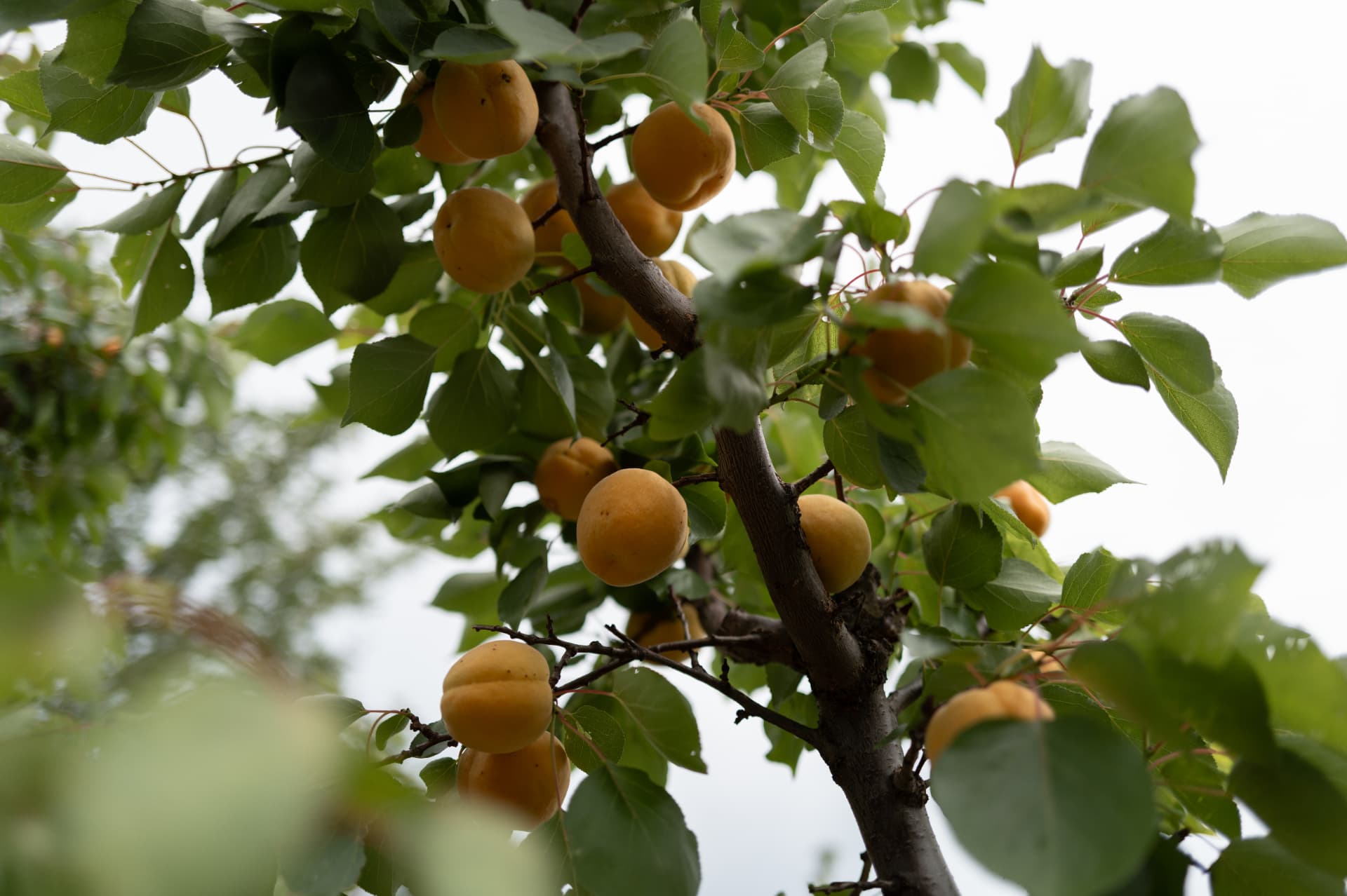 Ripe apricots in the orchard canopy