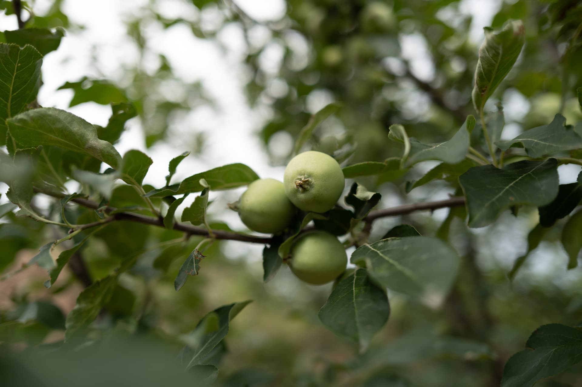 Young green apricots on the tree